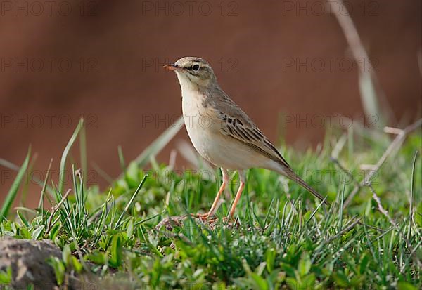 Tawny pipit