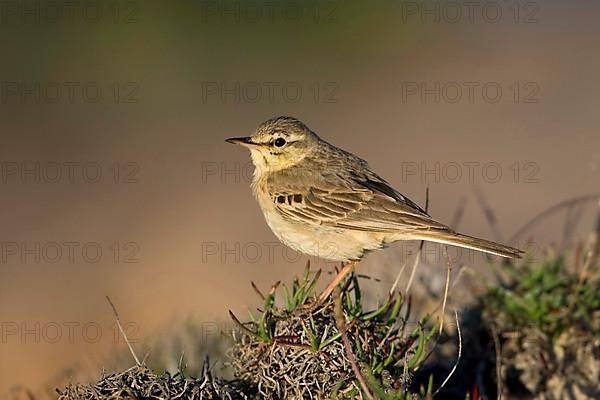 Tawny Pipit