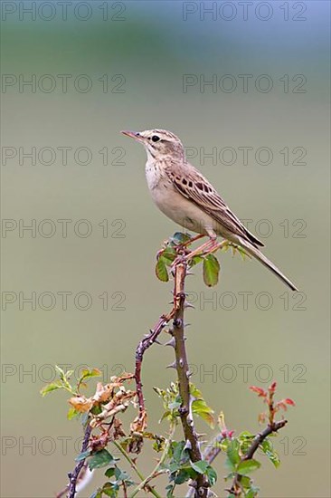 Tawny Pipit