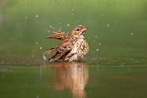 Tree pipit