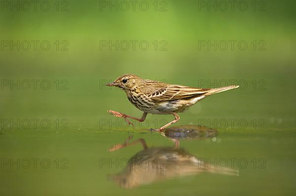 Tree pipit