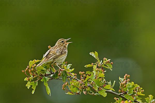 Tree pipit