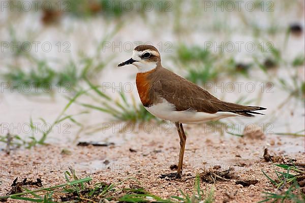 Caspian Plover