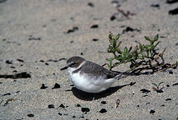 Kentish plover