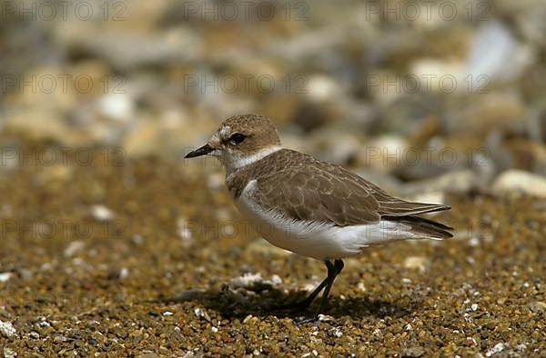 Kentish plover