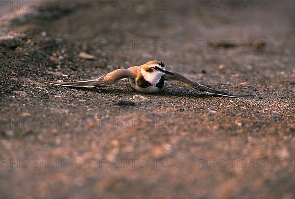 Kentish plover