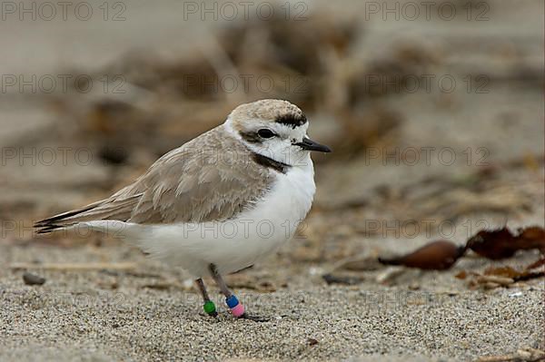 Kentish Plover