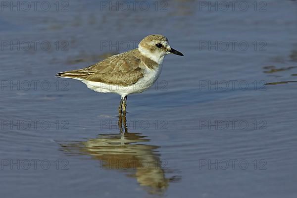 Kentish plover