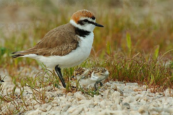 Kentish Plover