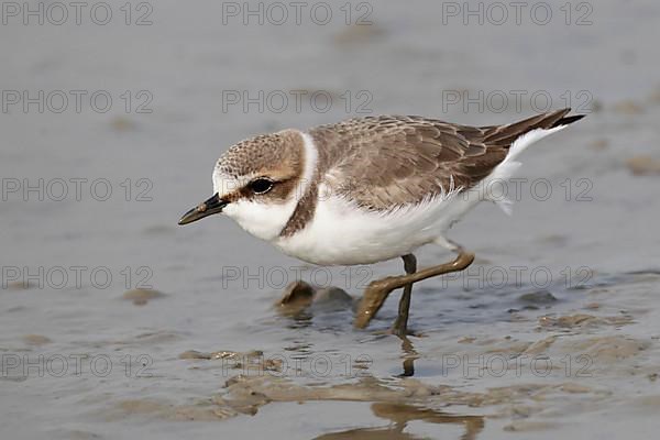 Kentish Plover