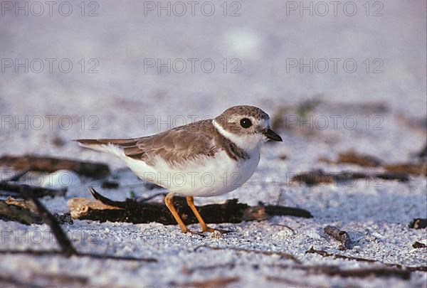 Piping plover