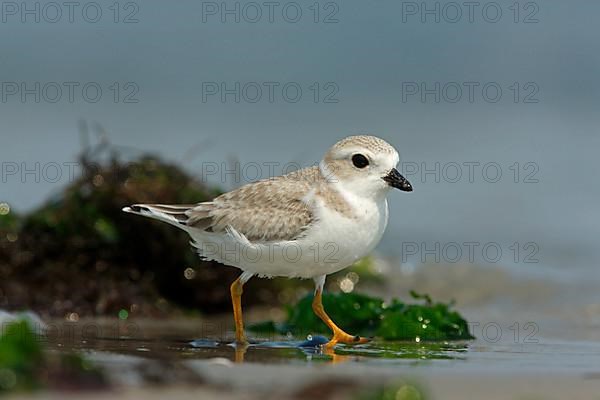Piping plover