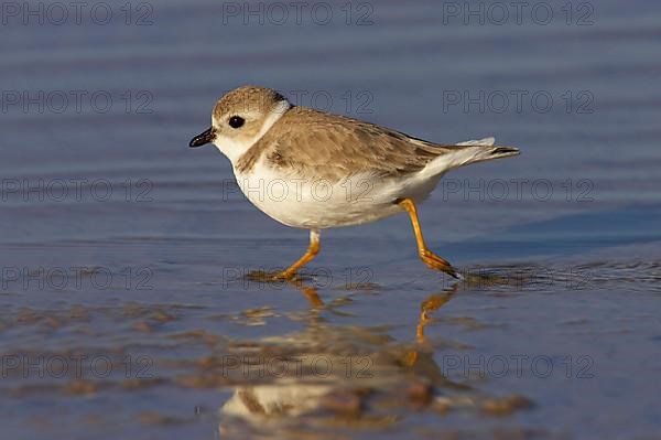 Piping Plover