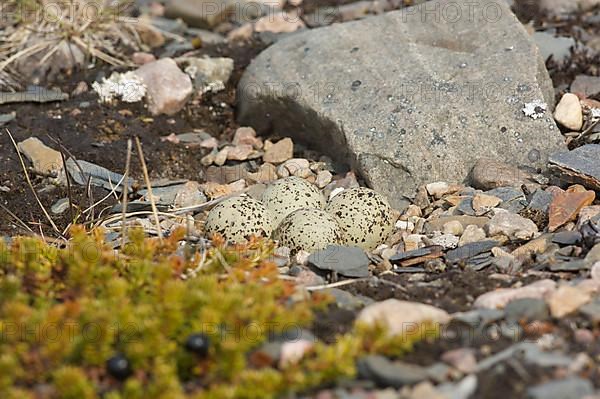 Ringed plover