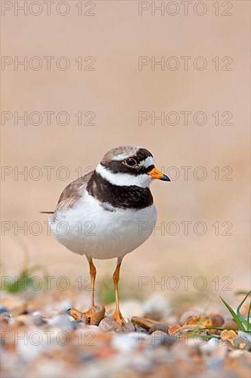 Ringed plover