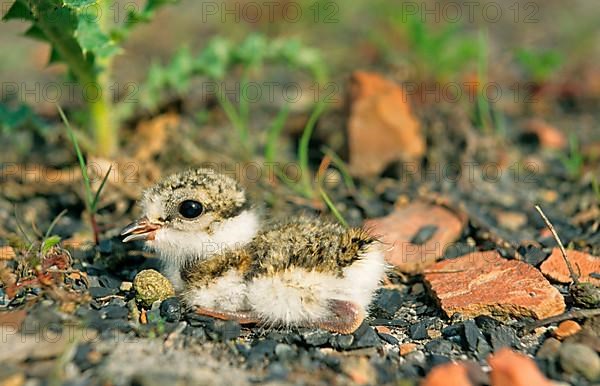 Ringed plover