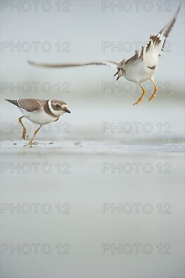 Ringed Plover