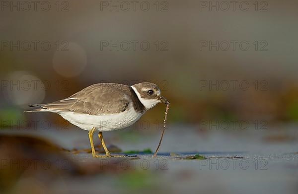 Ringed Plover