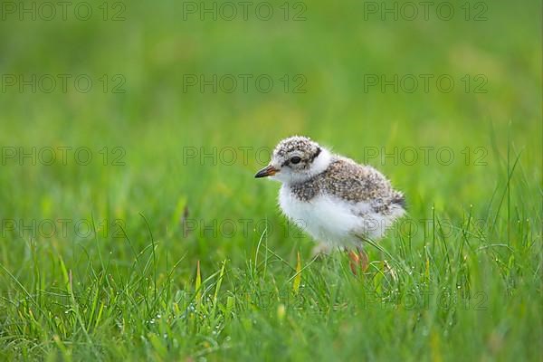 Ringed Plover