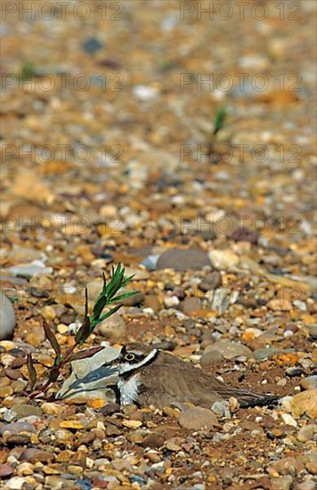 Little ringed plover