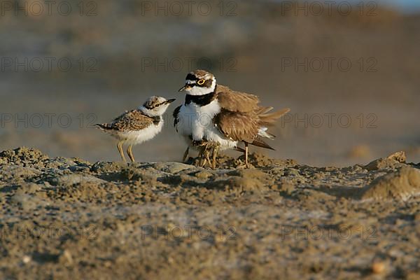 Little Ringed Plover