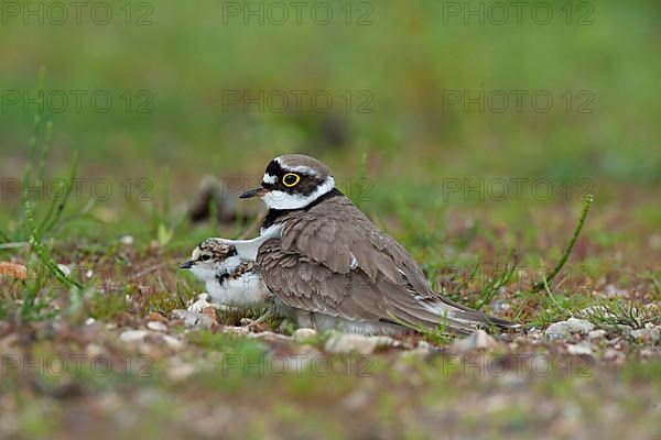 Little ringed plover