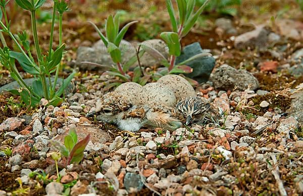 Little Ringed Plover