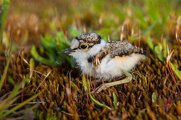 Little ringed plover