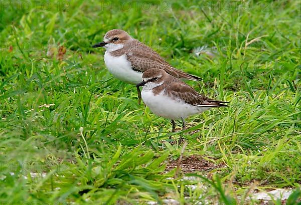 Desert plover