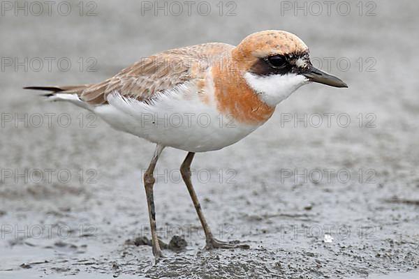 Greater Sand Plover