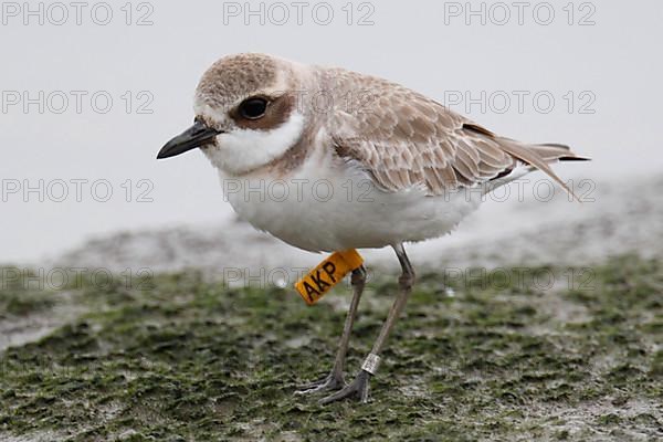 Greater Sand Plover