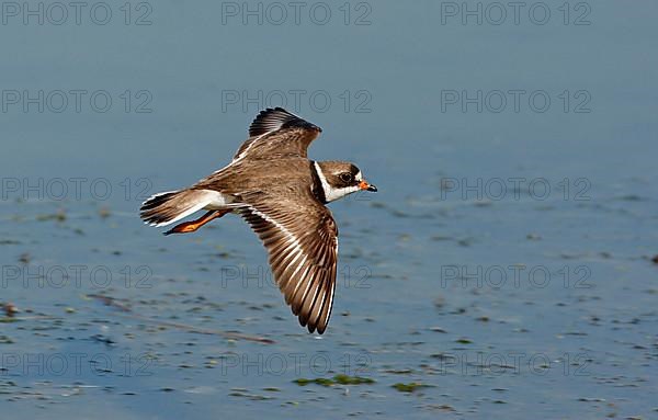 American Sand Plover