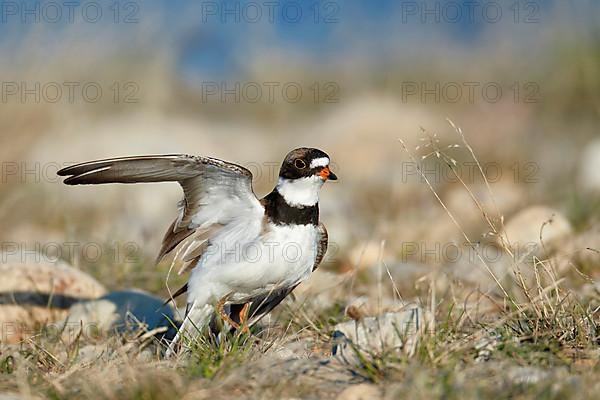 Semipalmated Plover