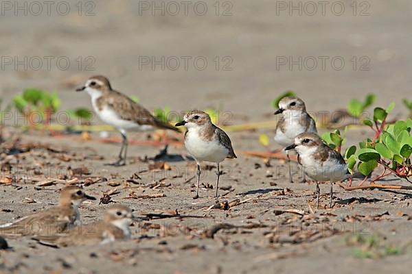 Lesser Sand Plover