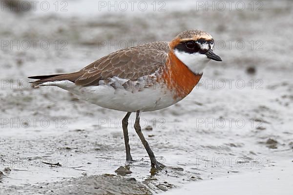 Lesser Sand Plover