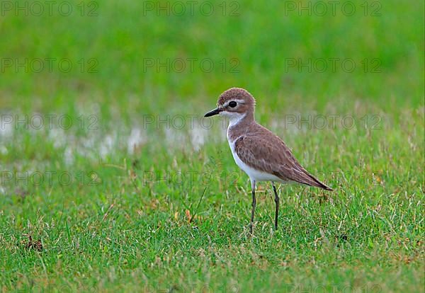 Lesser Sand Plover