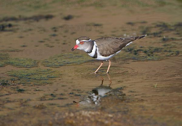 Three-banded plover