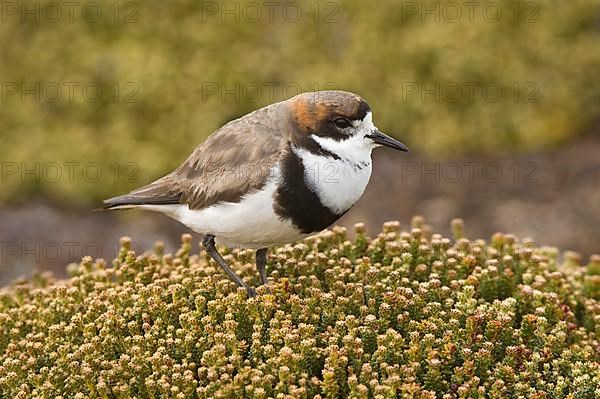 Two-banded plover