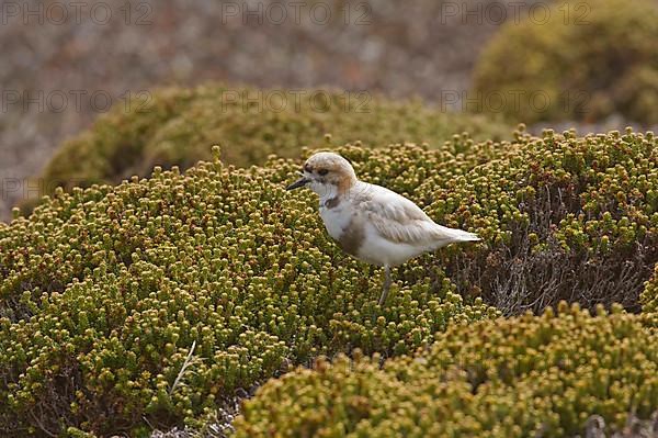 Two-banded plover