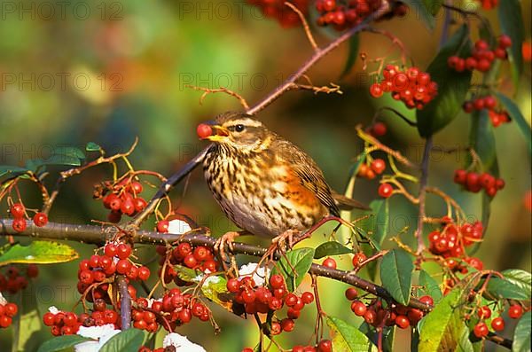 Redwing