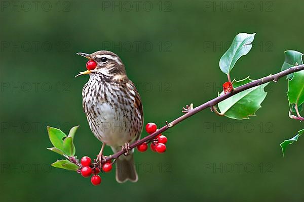 Red-winged