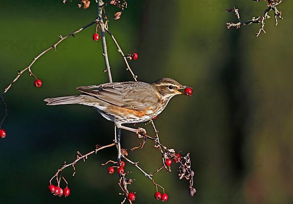 Redwing