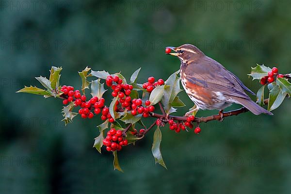 Red-winged