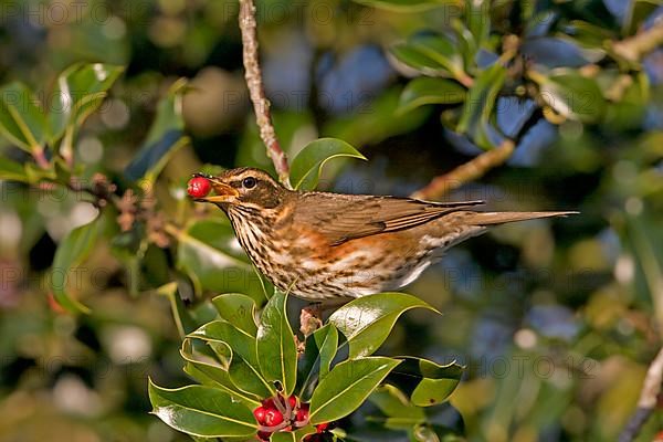 Redwing