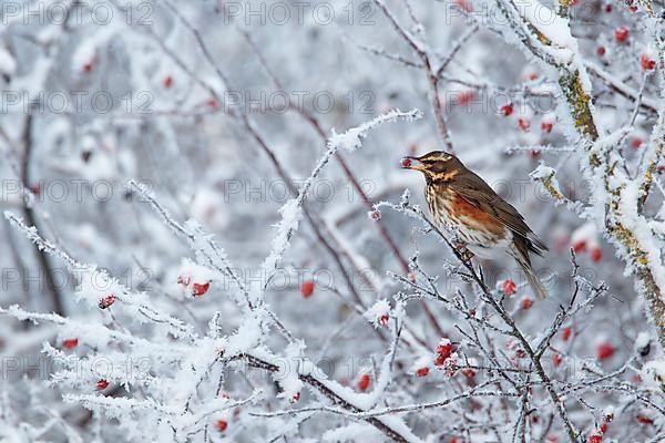 Redwing