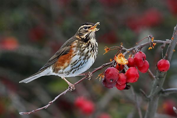 Redwing