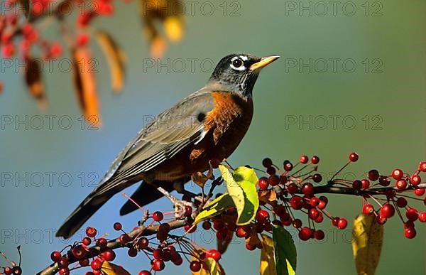 Peregrine Thrush