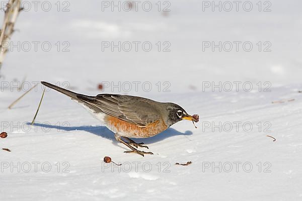 American Robin