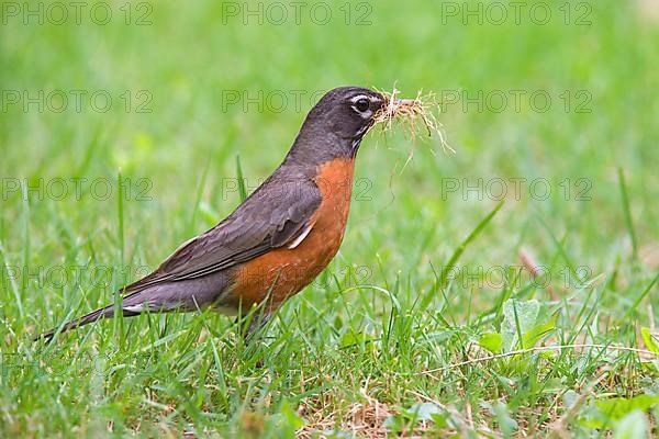 American american robin