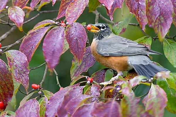 American american robin